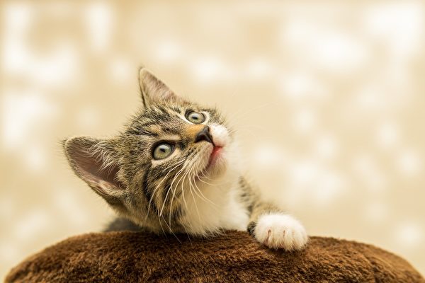 Лори Спанья, американский медиум, специализирующийся на животных, утверждает, что котята могут перемещаться в разных измерениях (Фото: pixabay.com/ СС0) | Epoch Times Россия